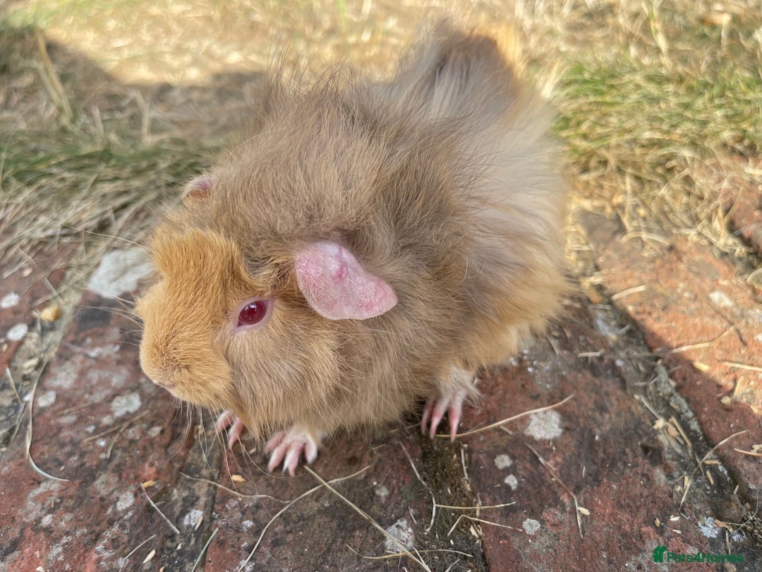 Guinea Pig rodents for sale: Baby Guinea Pigs for sale  - Image 5
