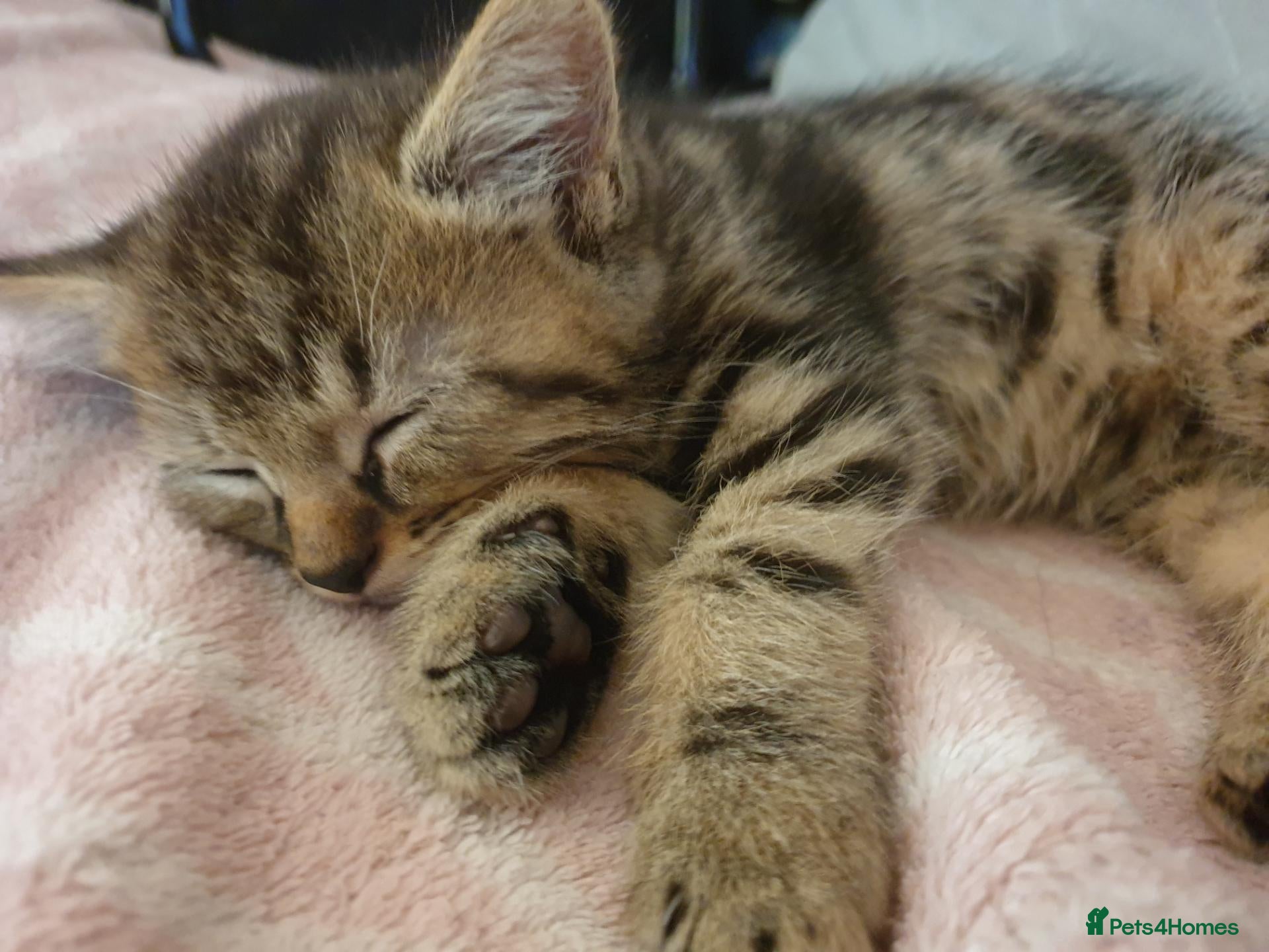 Mixed Breed cats Beautiful Male Kittens - Advert 10