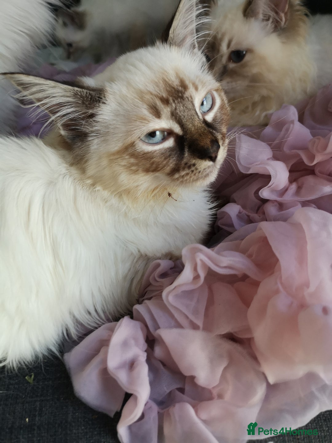 Ragdoll cats for sale: TICA Ragdoll Kittens (pet only)  - Image 6