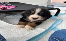 Bernese Mountain Dog dogs for sale: KC Reg Bernese Mountain Dog Puppies - Image 17