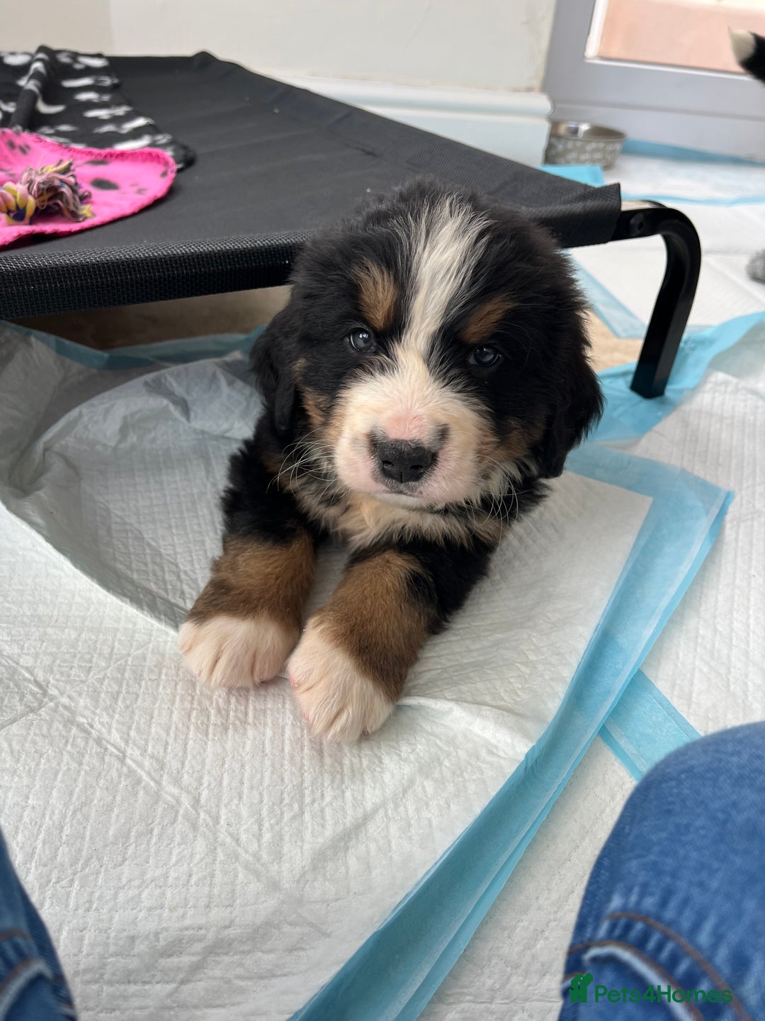 Bernese Mountain Dog dogs for sale: KC Reg Bernese Mountain Dog Puppies - Image 17