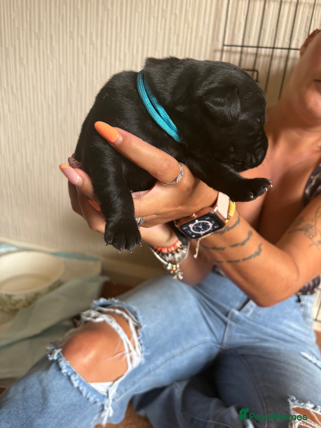 Labrador Retriever dogs for sale: Chunky Black Labrador puppies  - Image 8