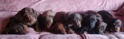 Miniature Dachshund dogs for sale: 🐶🐶8 stunning miniature dashund puppy’s  - Advert 18