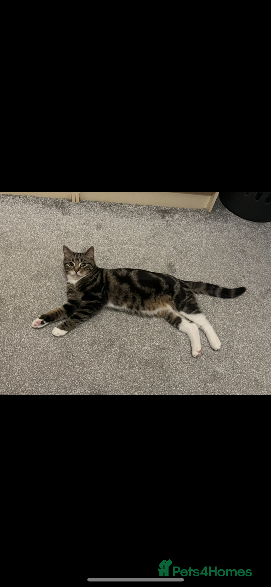 Mixed Breed cats Year old cat for new home  - Advert 2