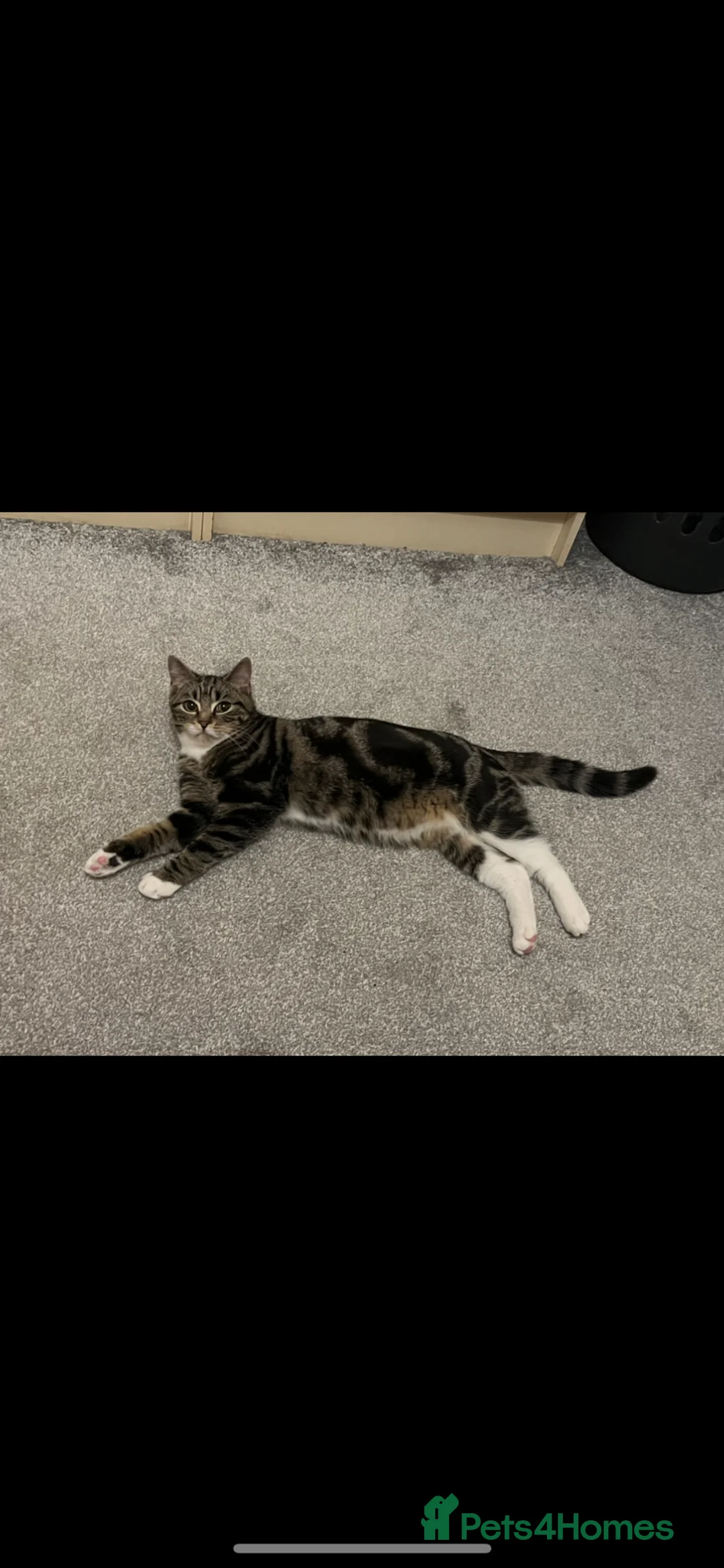 Mixed Breed cats for sale: Year old cat for new home  in Blackpool - Advert 1