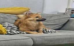 German Spitz dogs for stud: German spitz stud - Image 2
