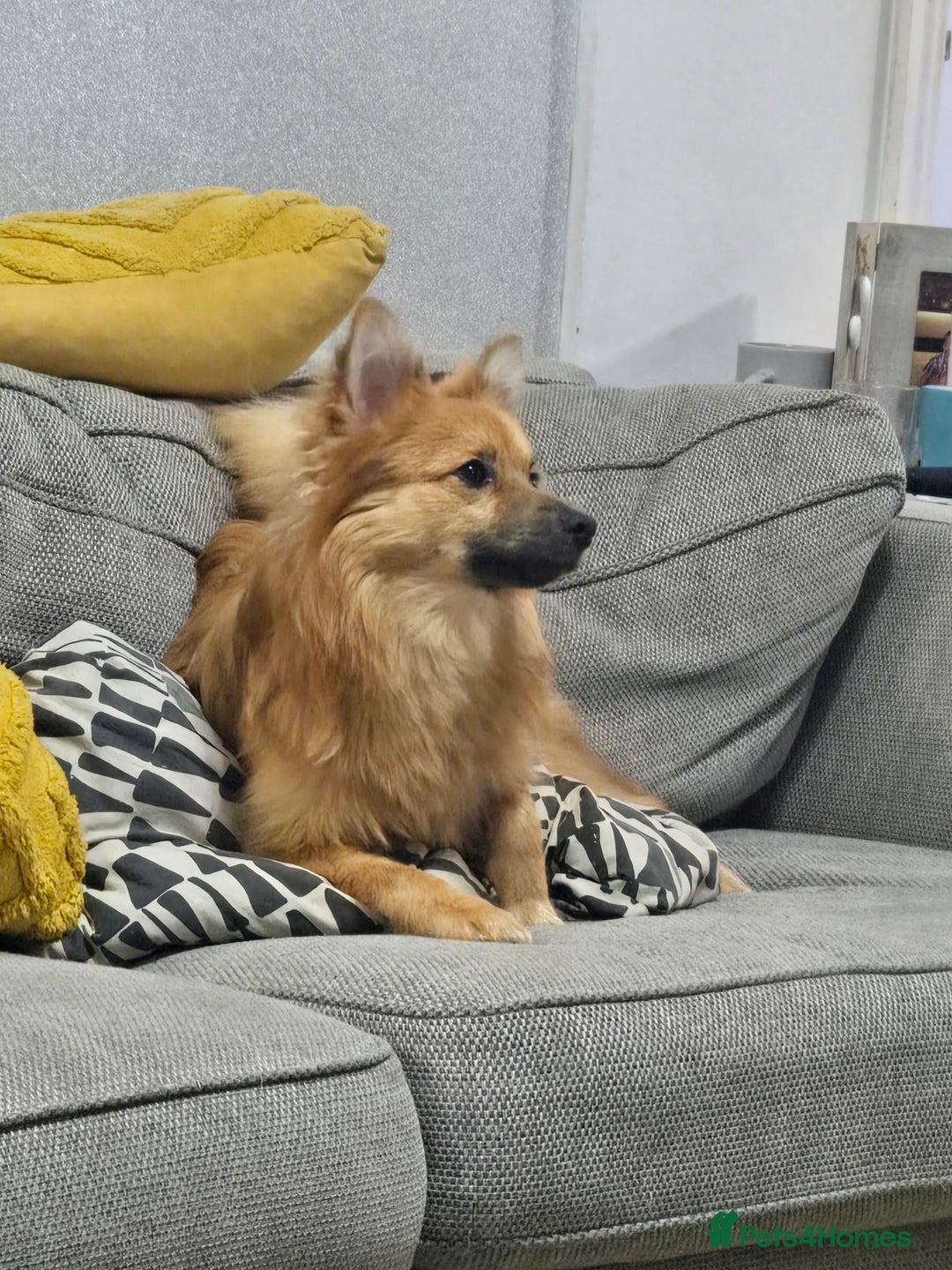 German Spitz dogs for stud: German spitz stud - Image 2
