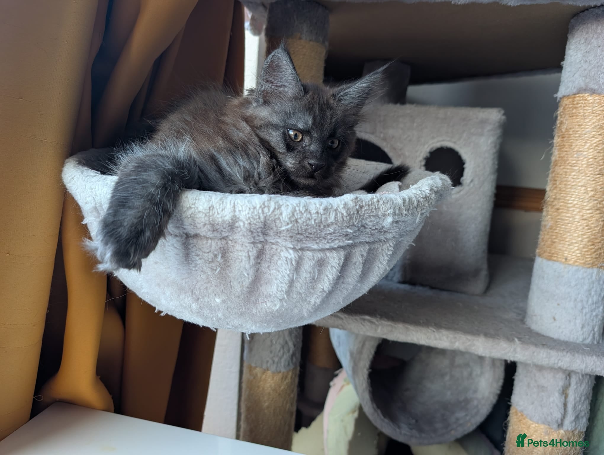 Maine Coon cats PEDIGREE BLACK SMOKE MAINE COON MALE TICA  - Advert 6