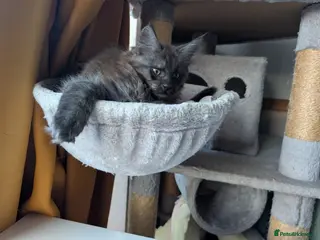 Maine Coon cats PEDIGREE BLACK SMOKE MAINE COON MALE TICA - Advert 6