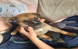 Mixed Breed dogs for sale: Lurcher x German Shepard puppies forsale - Image 10