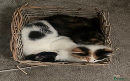 British Shorthair cats for sale: KITTENS FOR REHOMING - Image 5