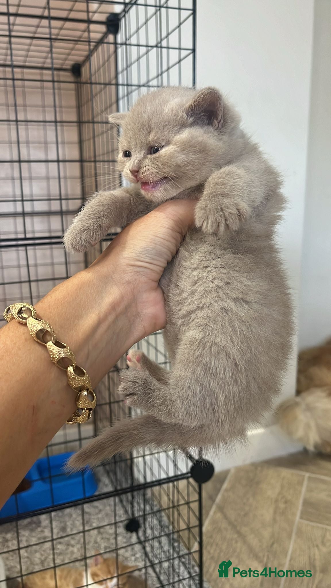 British Shorthair cats for sale: 🏆Gccf Cinnamon tortie Fawn Red bi colour 🏆 - Advert 11