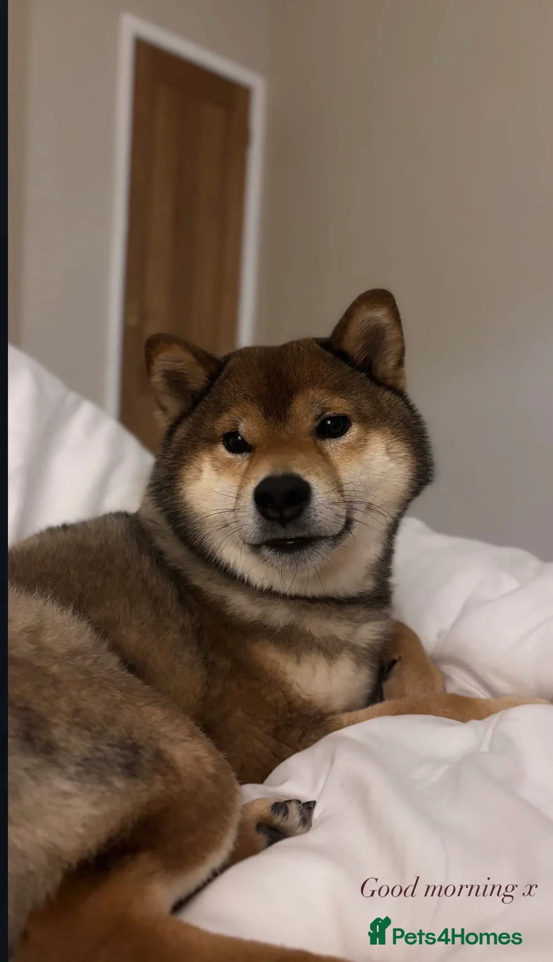 Japanese Shiba Inu dogs for sale: Japanese Shiba Inu puppies  - Advert 6