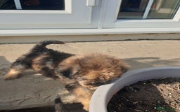 Mixed Breed dogs for sale: Border Terrier x miniature Poodle  - Image 36