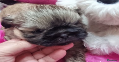 Shih Tzu dogs - Advert 11