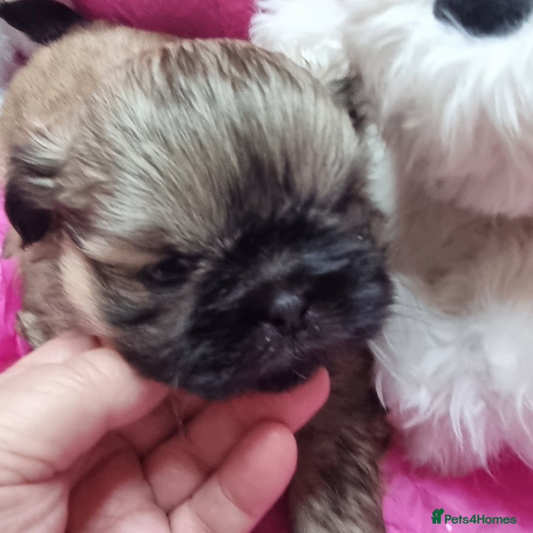 Shih Tzu dogs for sale: Kc reg stunning very tiny babies boys/girls - Image 3