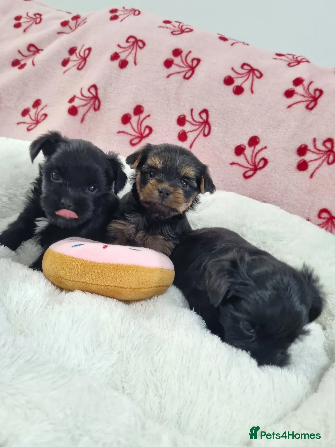 Yorkshire Terrier dogs for sale: Yorkshire terrier puppies in Bolton - Advert 2