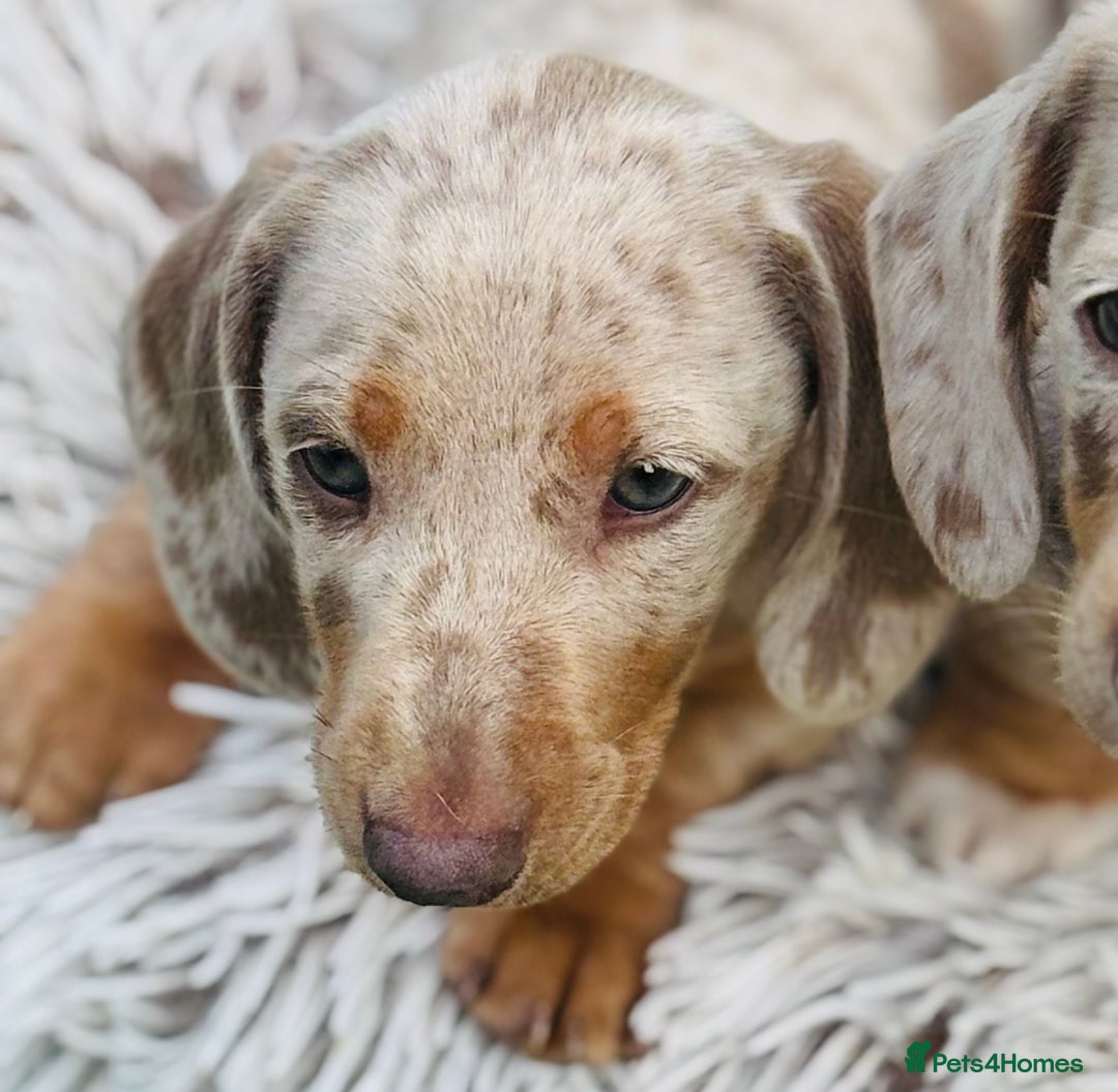 Miniature Dachshund dogs for sale: Miniature dachshund ready now.  - Image 6