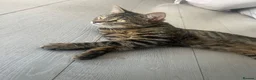Bengal cats for sale: Tiger in Slough - Advert 4