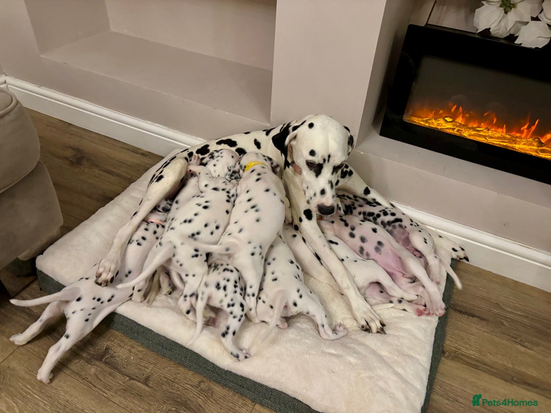 Dalmatian dogs for sale: Dalmatian puppies - Advert 1