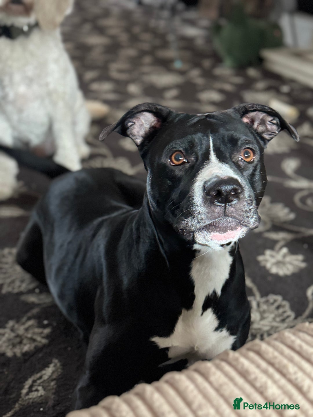 Staffordshire Bull Terrier dogs for sale: Gorgeous staffy puppies  - Advert 4