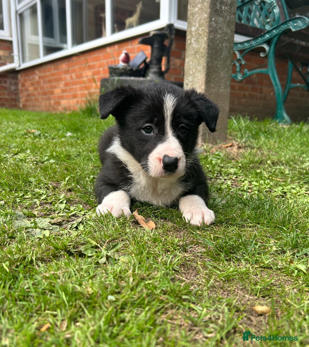 Border Collie dogs for sale: Gorgeous Border Collie Puppies  - Image 31