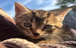 Mixed Breed cats for sale: 5 Gorgeous kittens available now - Image 3
