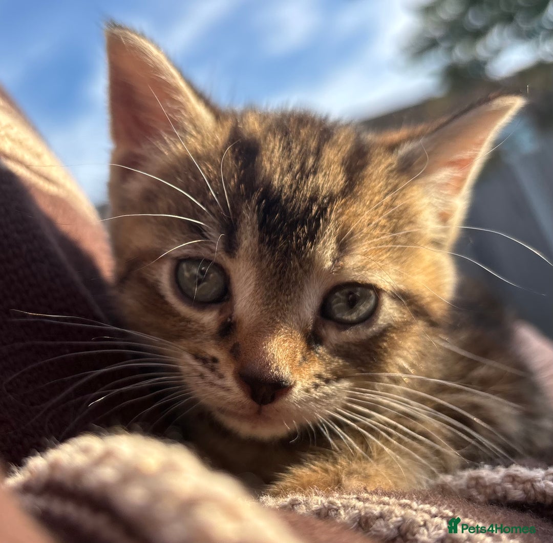 Mixed Breed cats for sale: 5 Gorgeous kittens available now - Image 3