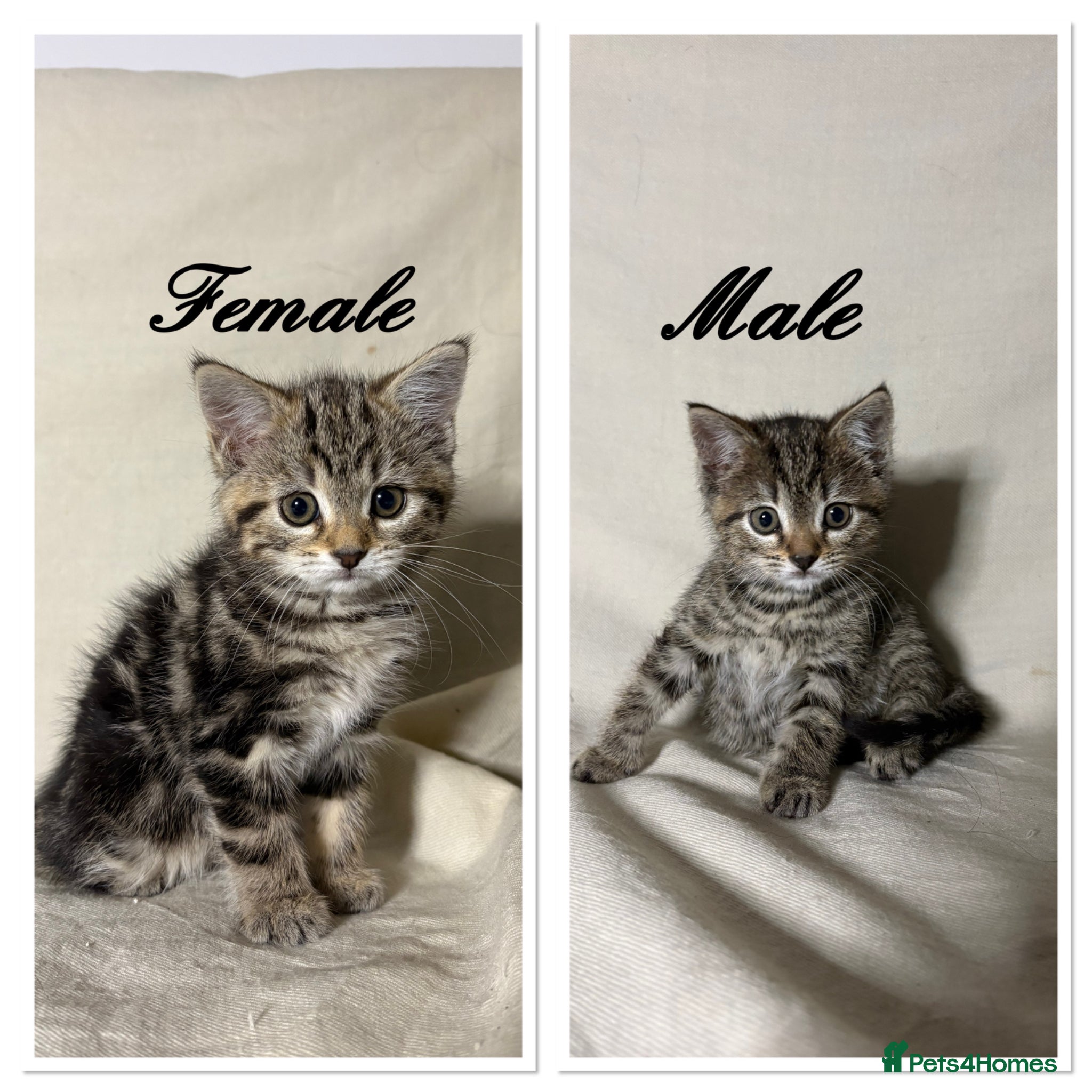 Mixed Breed cats 2 beautiful kittens left - Ready for rehoming - Advert 3