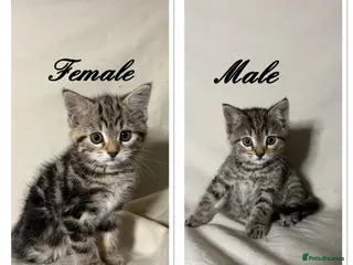 Mixed Breed cats 2 beautiful kittens left - Ready for rehoming - Advert 3