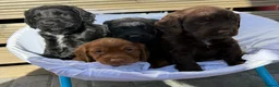 Cocker Spaniel dogs for sale: Cockerspaniel puppy's  - Advert 6