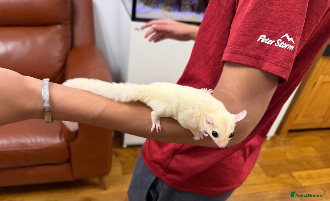 Sugar Glider rodents for sale:  2 Female Sugar Gliders – 5 Months Old (Tame) - Image 11