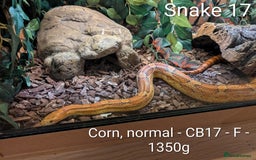 Python Snake reptiles for sale: Snakes for sale - Image 18