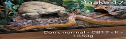 Python Snake reptiles for sale: Snakes for sale - Advert 11