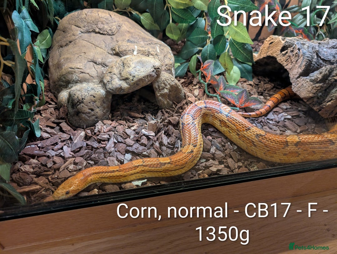 Python Snake reptiles for sale: Snakes for sale - Image 18