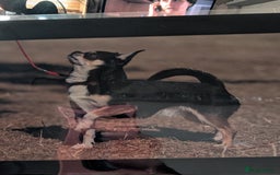 Chihuahua dogs for sale: Show potential smooth coat Chihuahuas  - Image 6