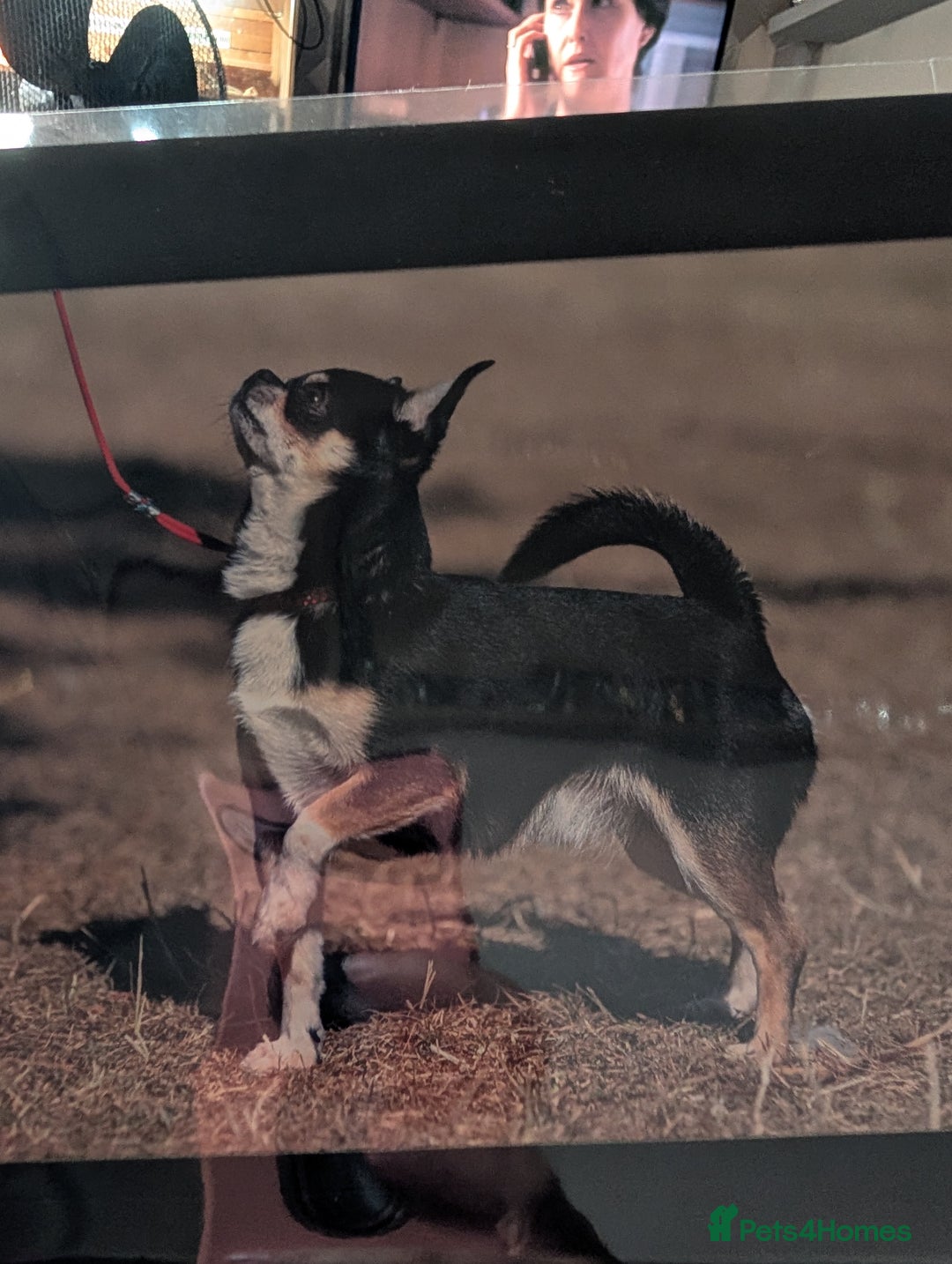 Chihuahua dogs for sale: Show potential smooth coat Chihuahuas  - Image 6