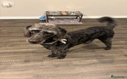 Labradoodle dogs for sale: Rehome due to no fault of his own  - Image 2