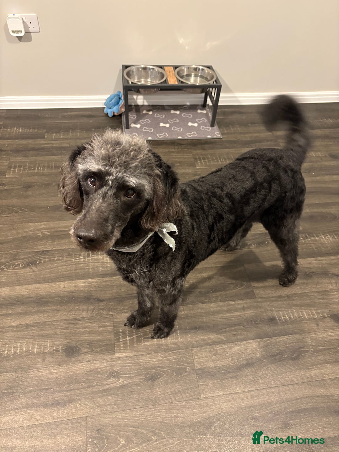 Labradoodle dogs for sale: Rehome due to no fault of his own  - Image 2