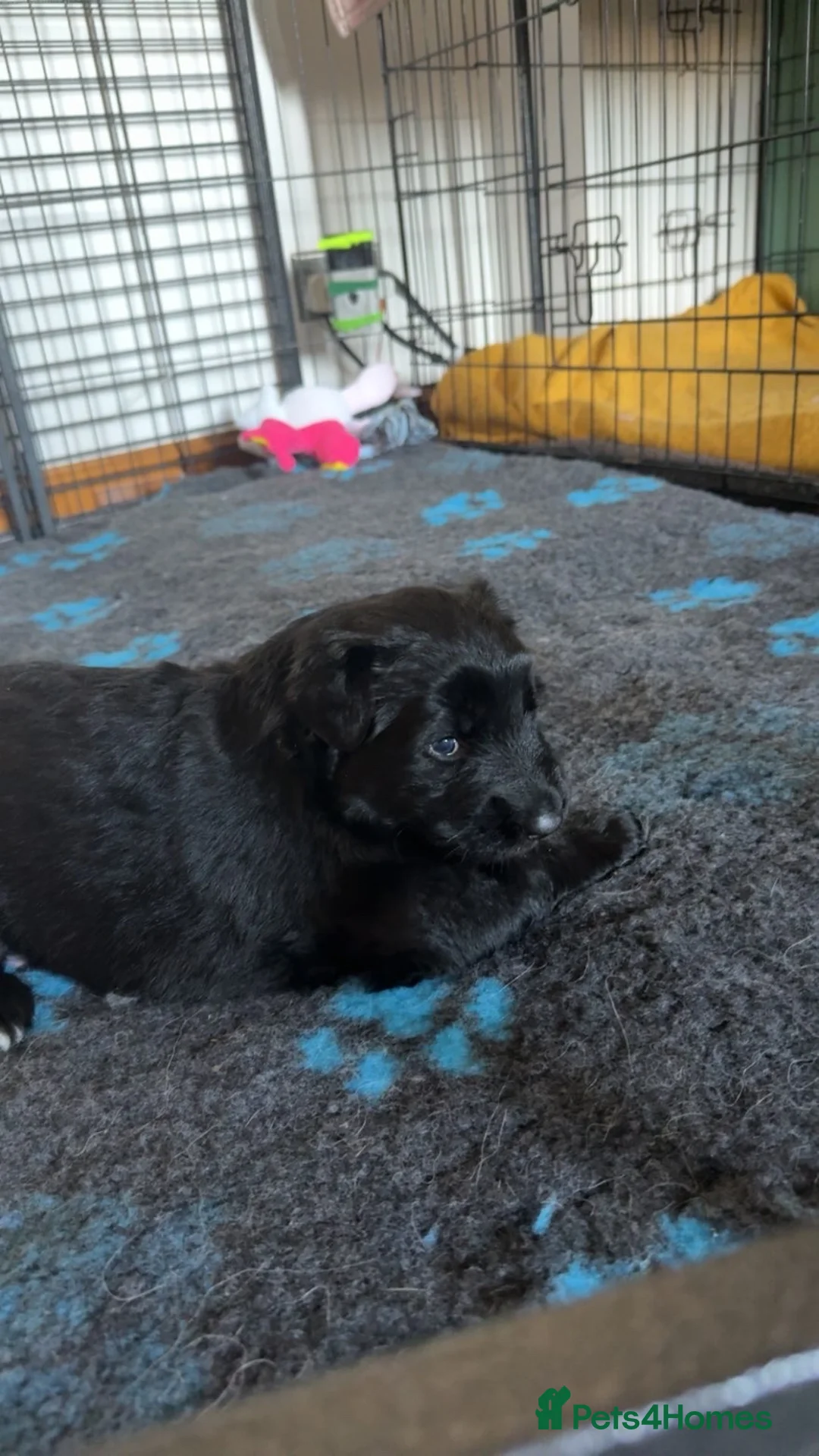 German Shepherd dogs for sale: German Shepherd puppies in Montrose - Advert 2