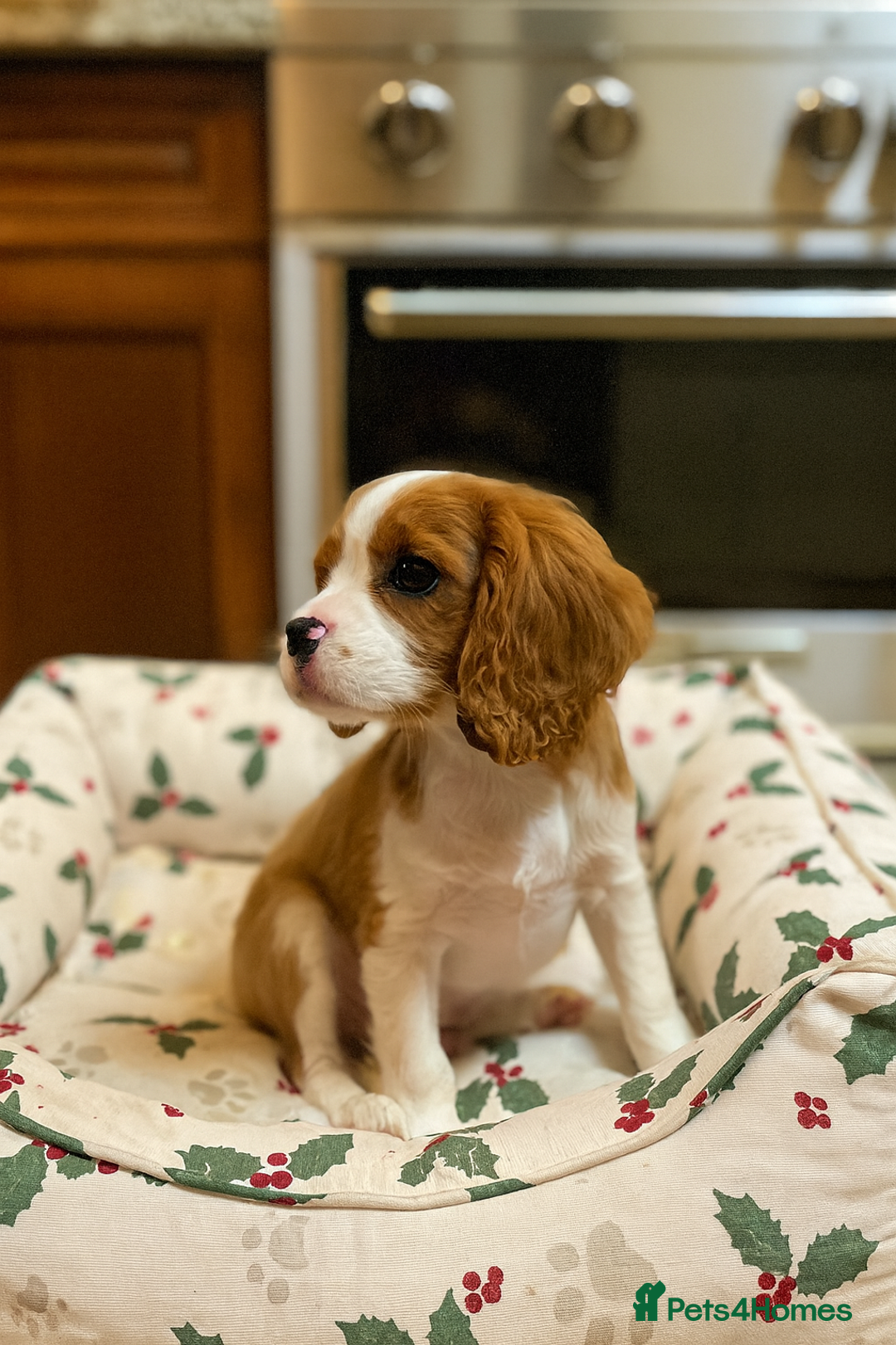Cavalier King Charles Spaniel dogs for sale: King charles cavalier spaniel  - Advert 2
