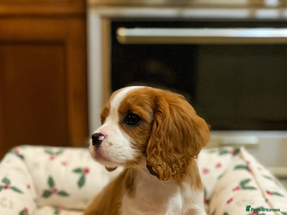 Cavalier King Charles Spaniel dogs King charles cavalier spaniel - Advert 11