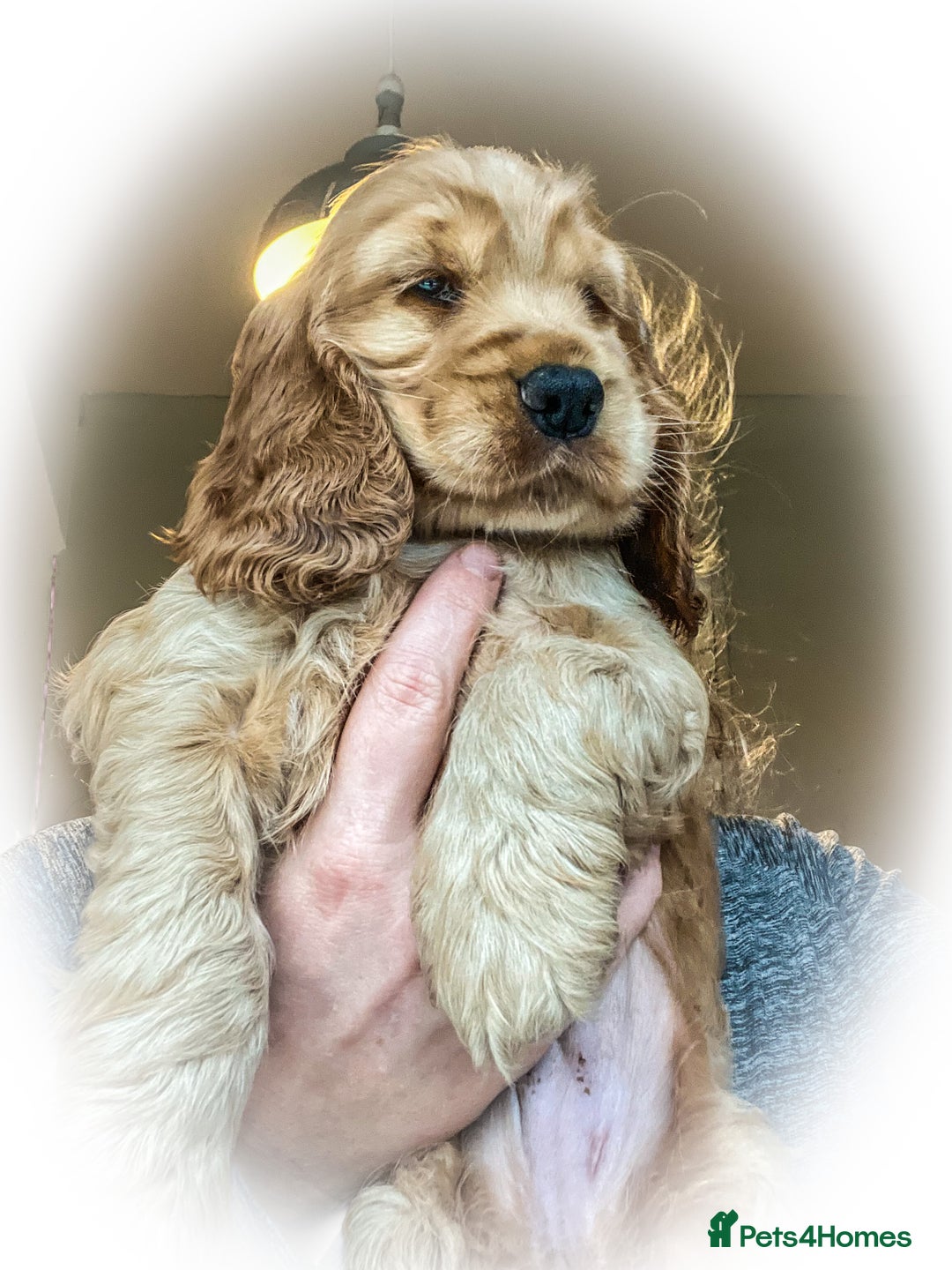 Cocker Spaniel dogs for sale: 🌟Family Raised show type cocker spaniel Pups Due - Image 4