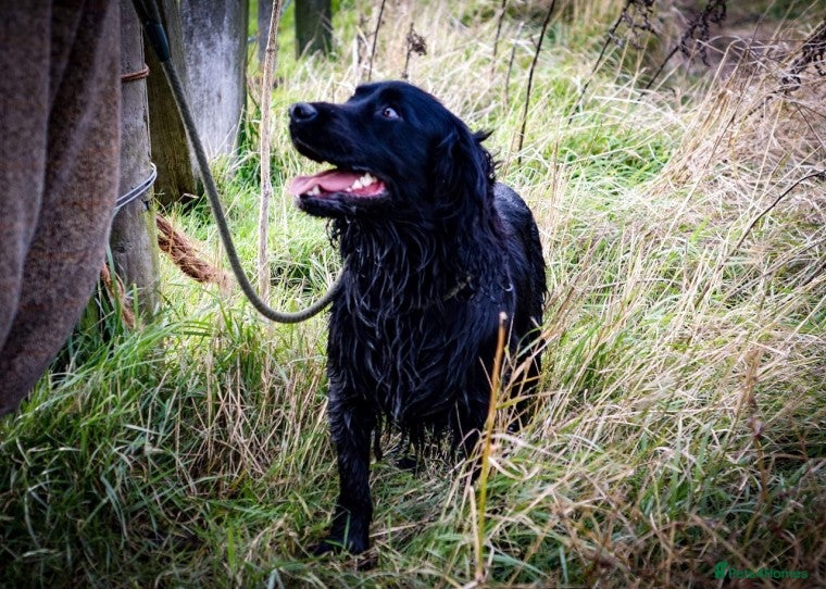 Cocker Spaniel dogs Health tested kc reg proven cocker spaniel at stud in Chesterfield - Advert 7