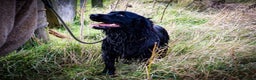 Cocker Spaniel dogs for stud: Health tested kc reg proven cocker spaniel at stud in Chesterfield - Advert 1