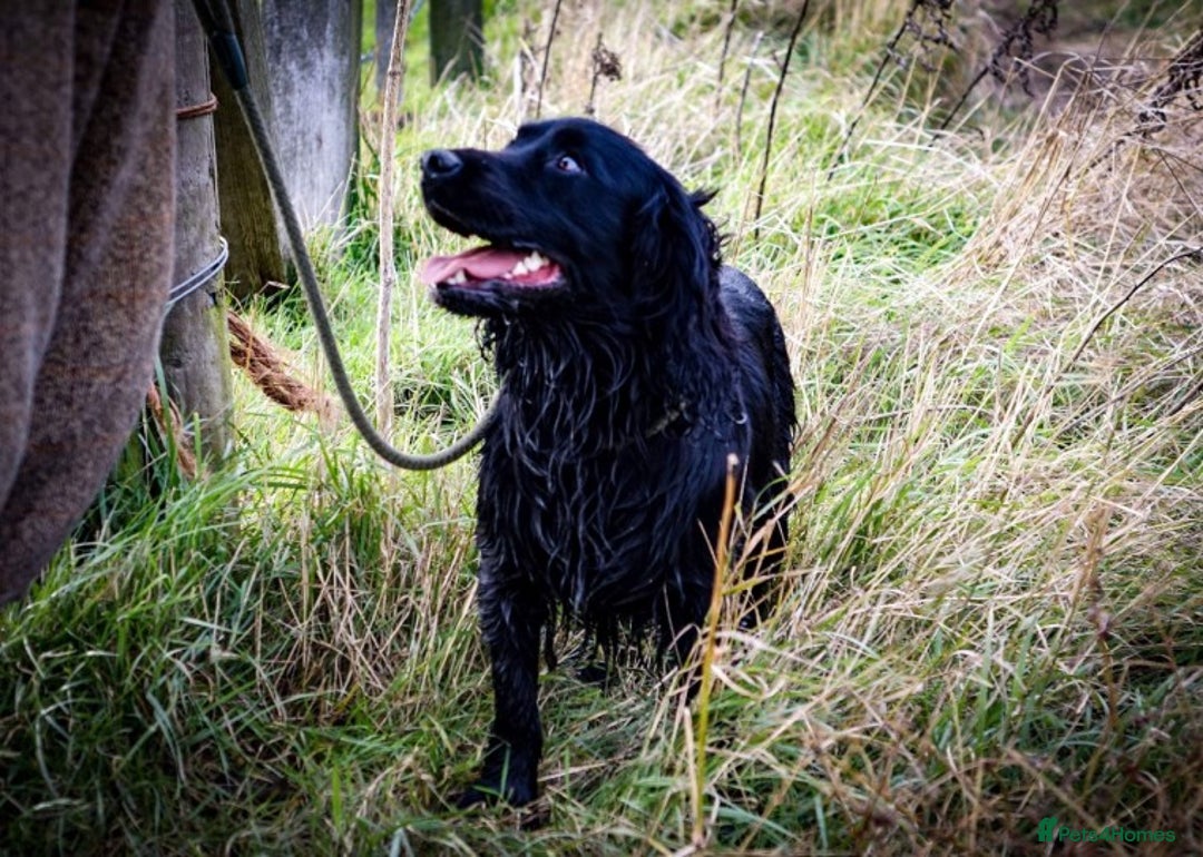 Cocker Spaniel dogs for stud: Health tested kc reg proven cocker spaniel at stud in Chesterfield - Advert 1