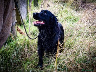 Cocker Spaniel dogs Health tested kc reg proven cocker spaniel at stud in Chesterfield - Advert 18