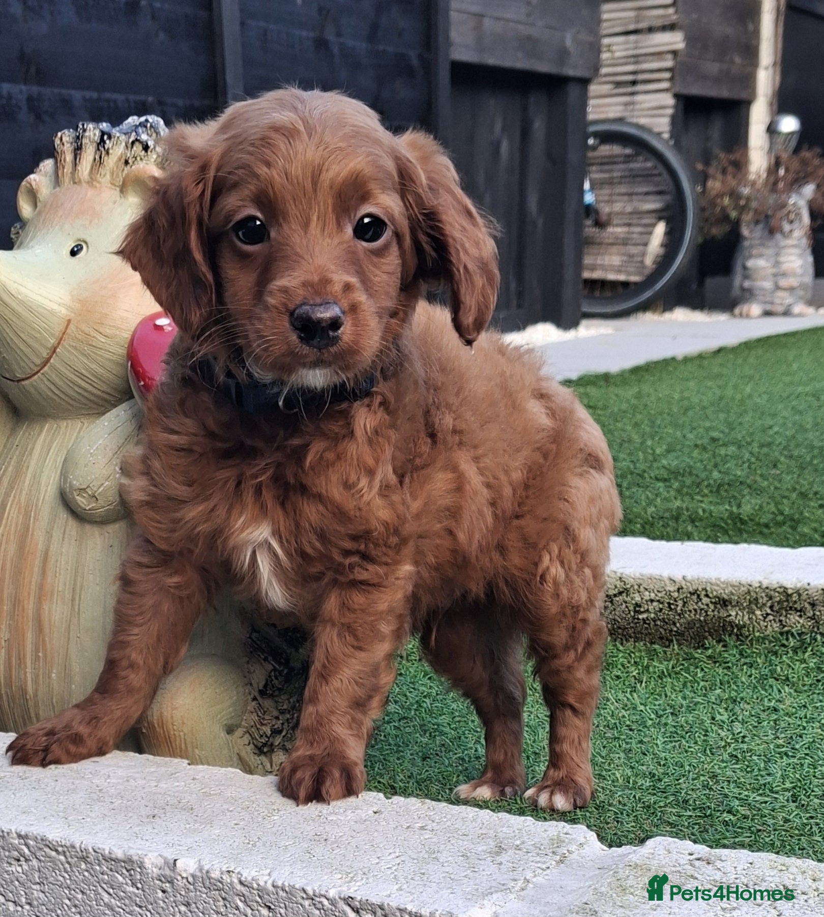 Cockapoo dogs ** 1 ADORABLE LITTLE BOY LEFT *( - Advert 11
