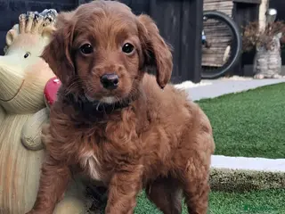 Cockapoo dogs ** 1 ADORABLE LITTLE BOY LEFT *( - Advert 11