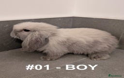Mini Lop rabbits for sale: Exceptional Mini-Lops. Collect from: 25th October - Image 6